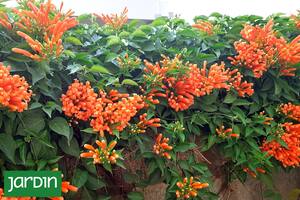 Qué enredaderas elegir que no pierden las hojas en invierno