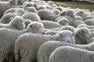 1866, la crisis económica que llegó con las ovejas