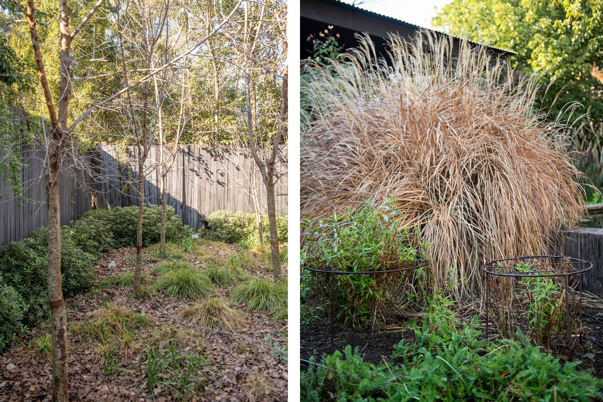 Los Carex divulsa y Pittosporum tobira ‘Nana’ aportan estructura durante el invierno (izq.). Tutores de hierro acompañan a las plantas que lo necesitan (der.)