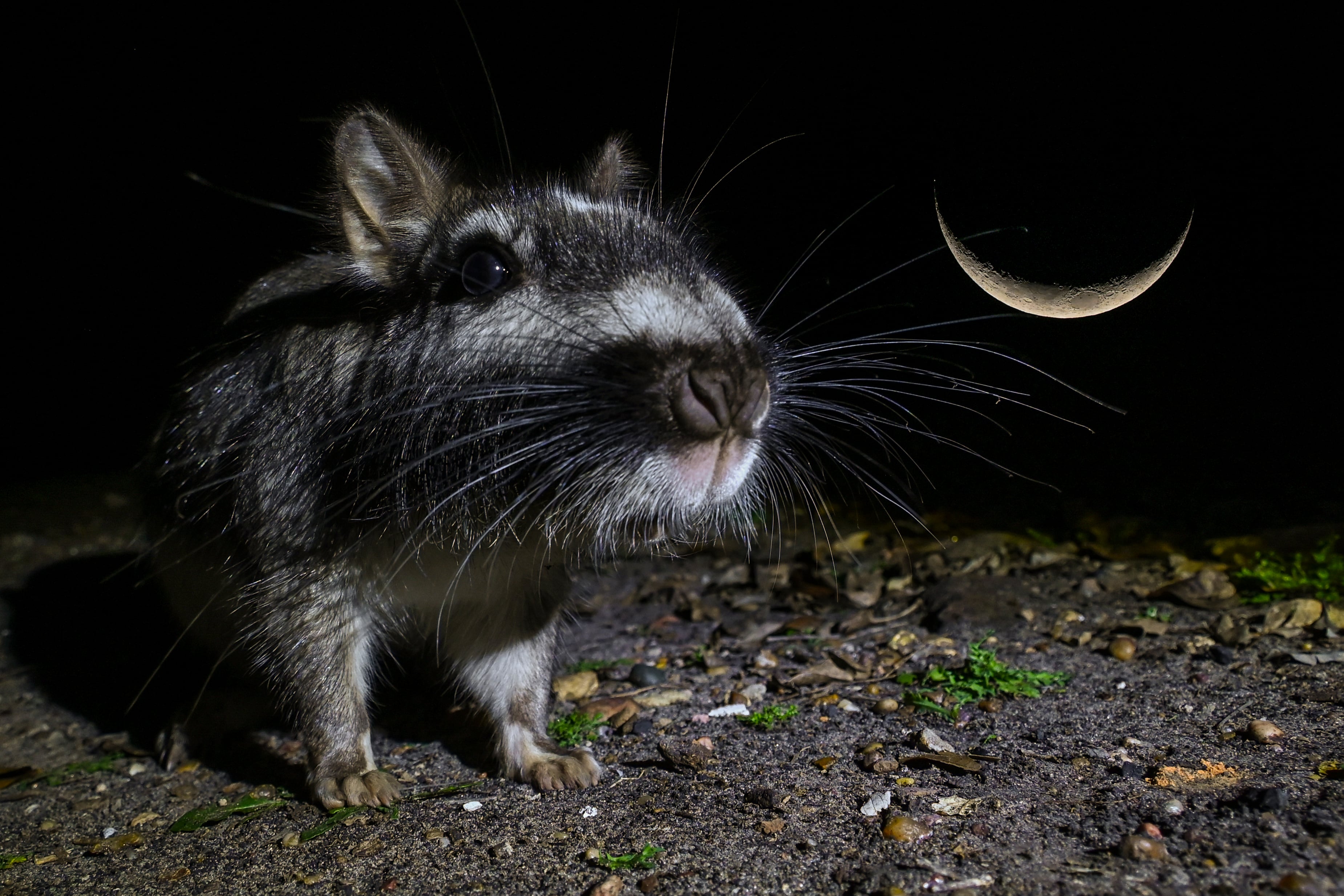 Vizcacha: