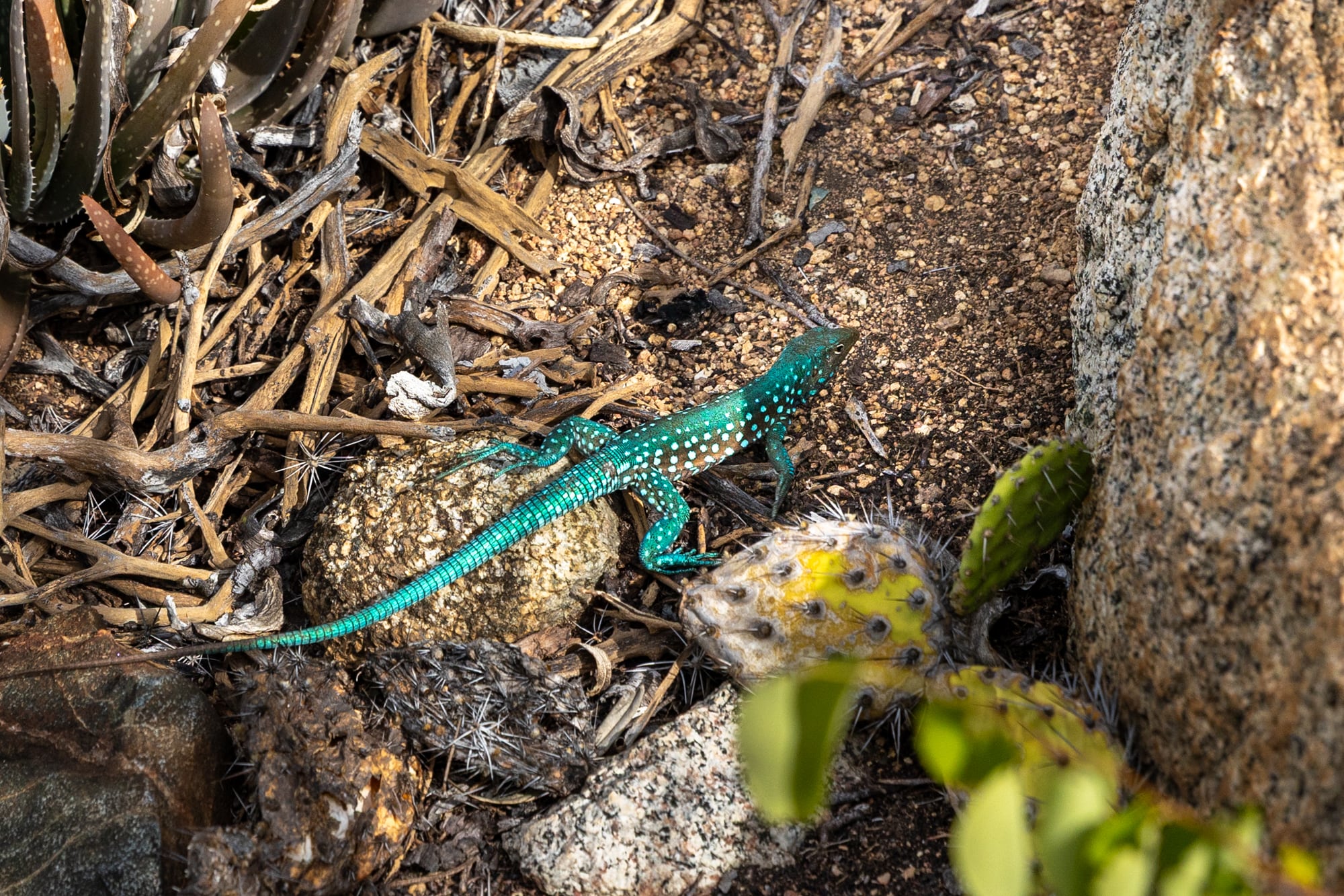 Qué significa tener lagartijas en la casa