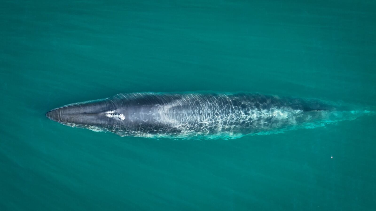 Histórico avistaje en Comodoro Rivadavia: una ballena azul sorprendió a una excursión náutica