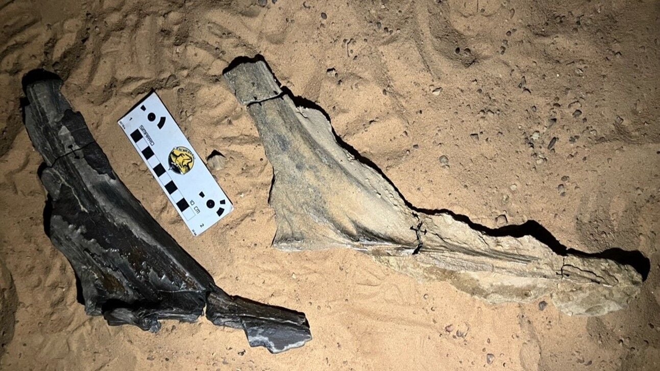 Las crestas cefálicas fosilizadas de S. mirabilis figuraron entre los primeros hallazgos de los investigadores en la remota zona fósil que ellos denominan Jenguebi