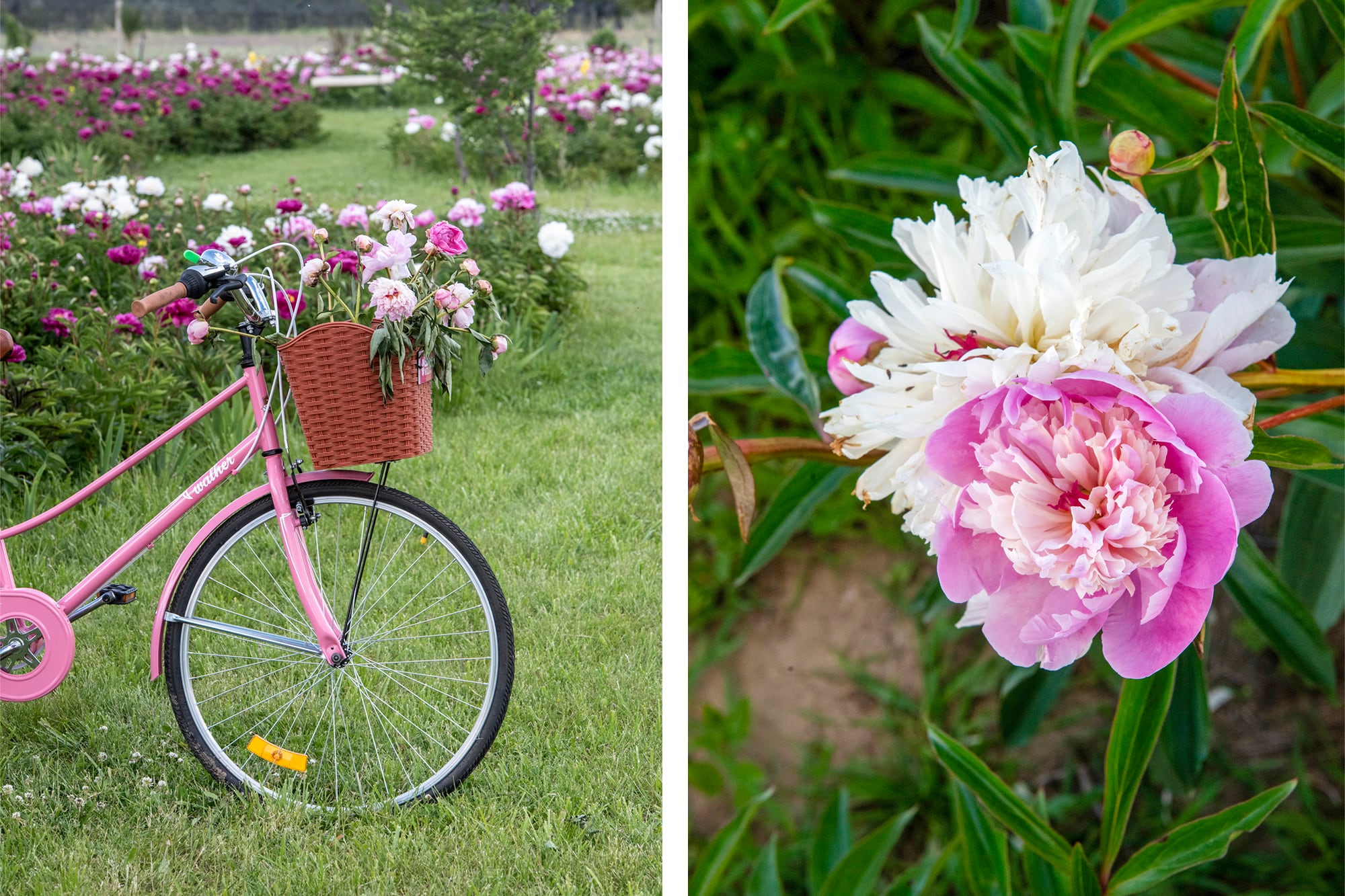 Peonia lactiflora ´Gardenia´