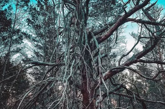 El Seabranch Preserve State Park era un parque de golf en los años 80