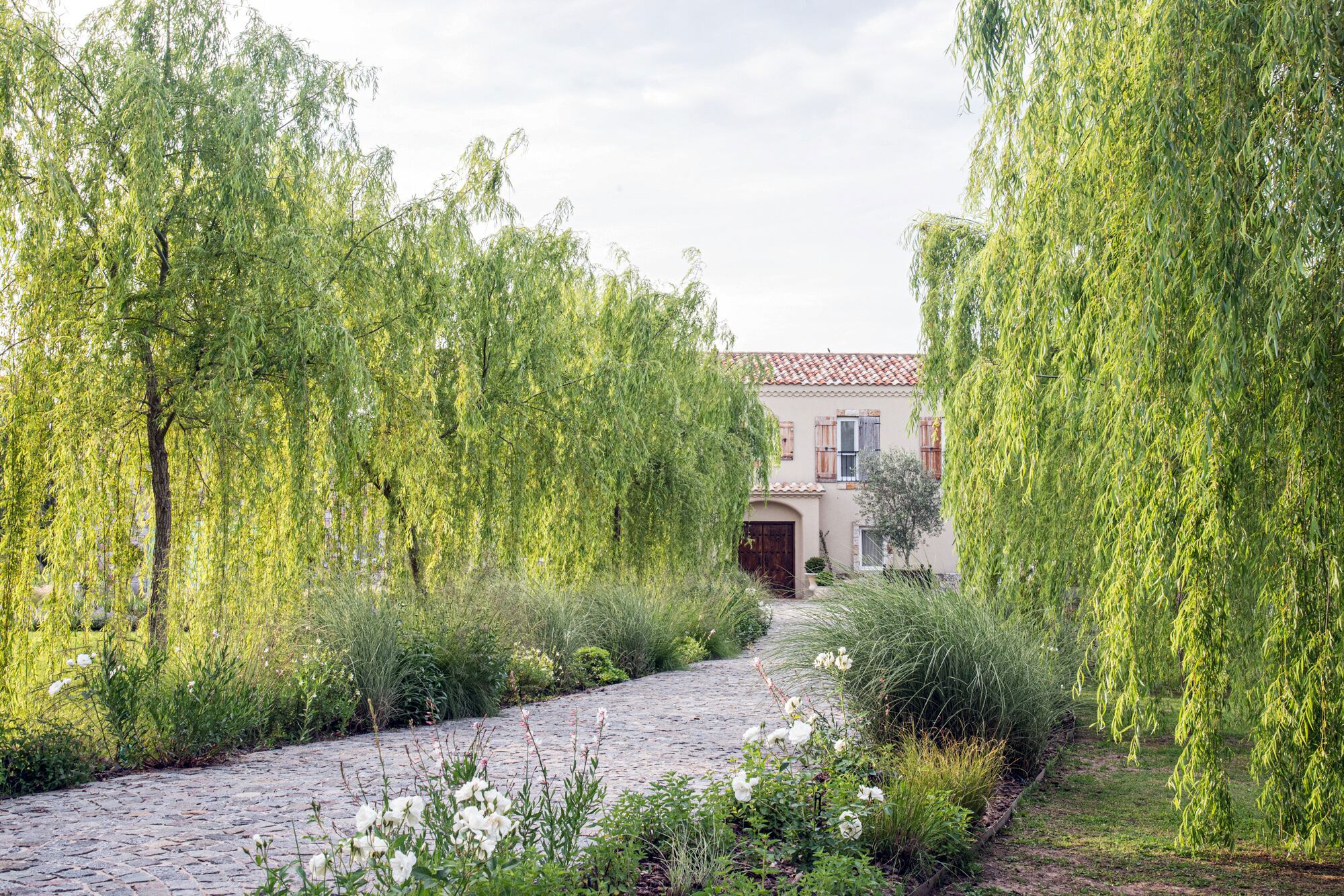 Los sauces generan un “escudo protector” al acumular elementos potencialmente tóxicos en su follaje (aprox 1% del peso seco de la planta).