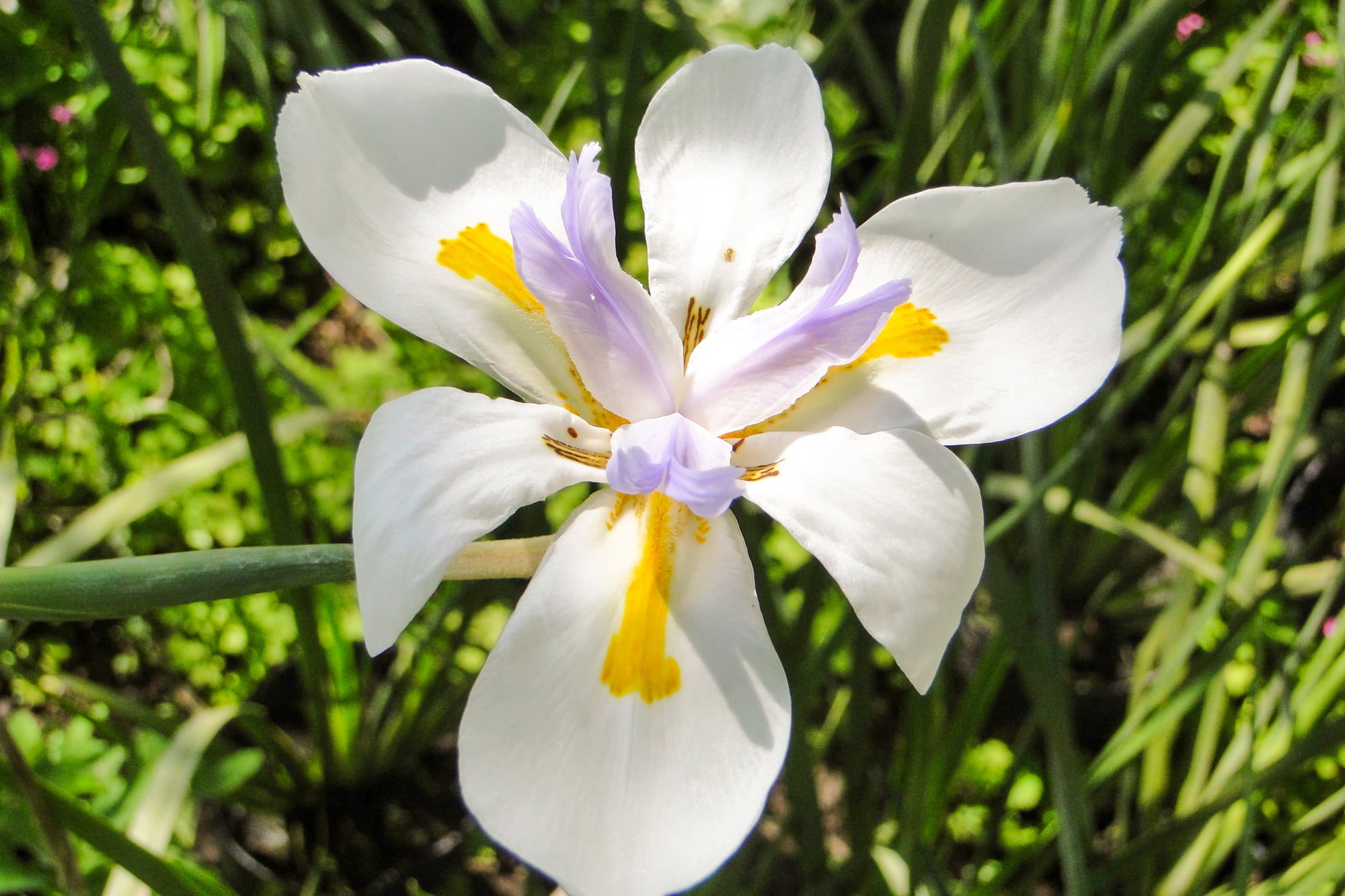Una de las virtudes de Dietes grandiflora es su capacidad para adaptarse a condiciones diversas