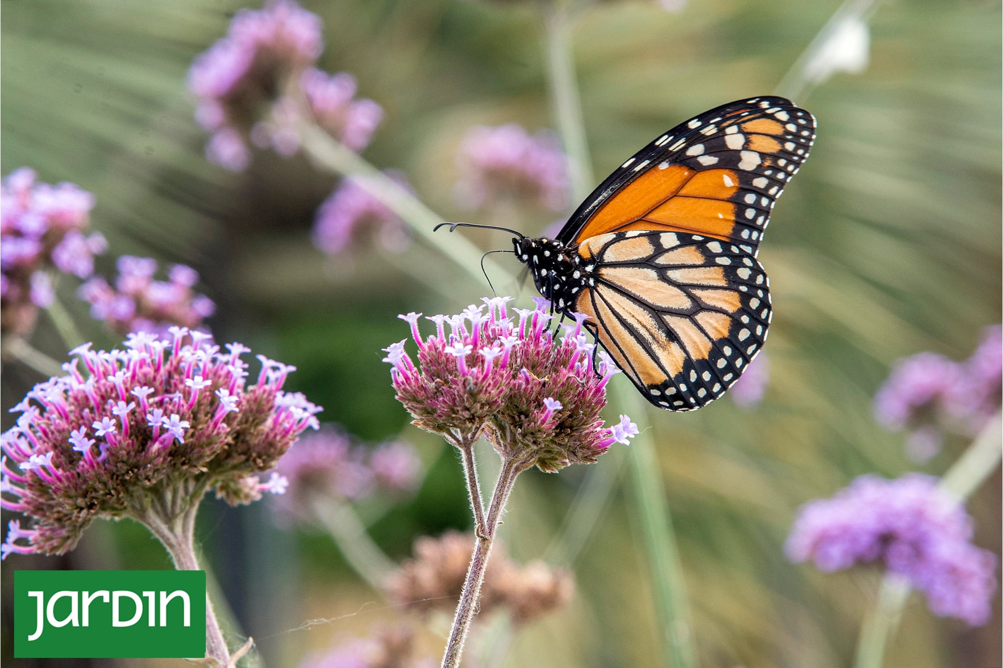 Qué tiene que tener un jardín para llenarse de mariposas año tras año