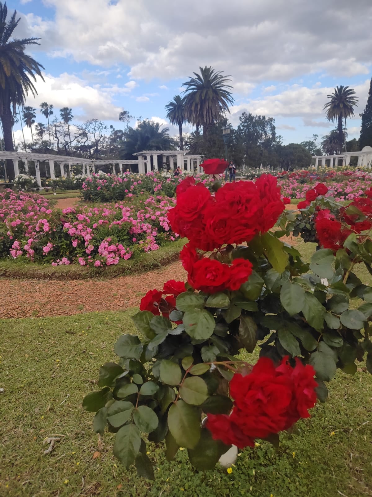 El Rosedal de Palermo regala esquejes: cuándo y dónde retirarlos y el paso a paso para plantar un rosal en casa 11 Ubicado en el Parque 3 de Febrero de la Ciudad de Buenos Aires, es un jardín de 3,4 hectáreas con más de 8000 rosales de 93 especies diferentes