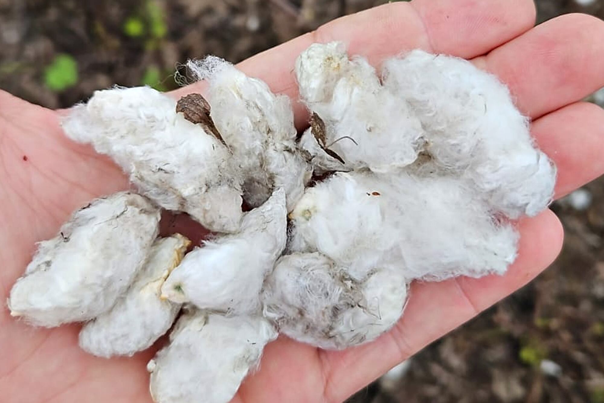 “Las plantas colapsaron”: el 70% del algodón sufrió un dramático combo y temen por un default