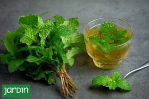 Especies, sabores y secretos del cultivo casero