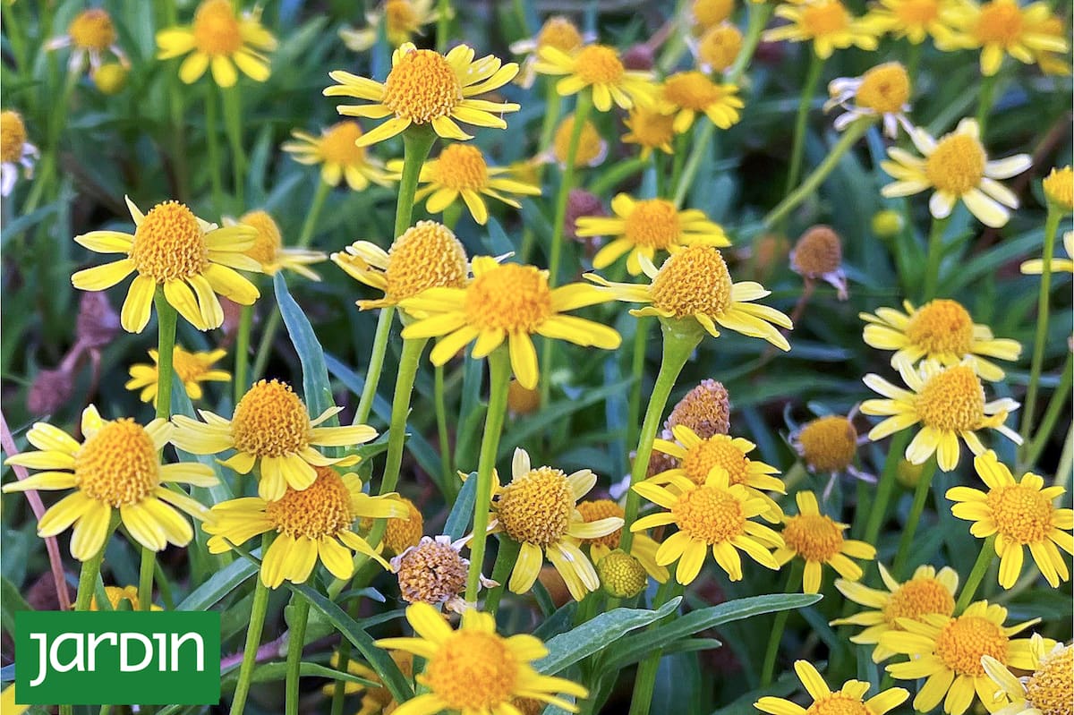 5 Flores Silvestres Increíbles para un Jardín Saludable y Sostenible