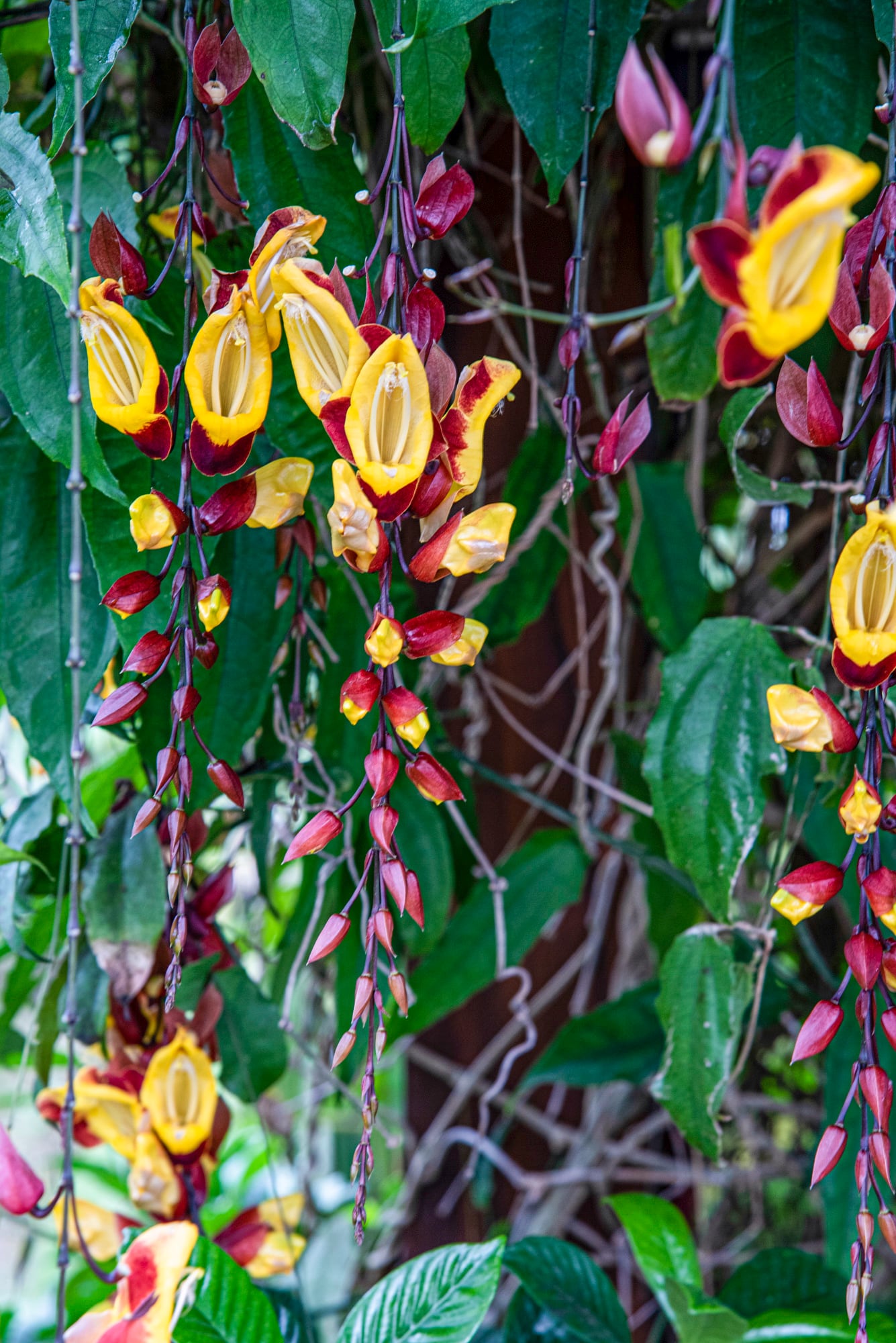 Thunbergia mysorensis, ideal para polinizadores de pico largo