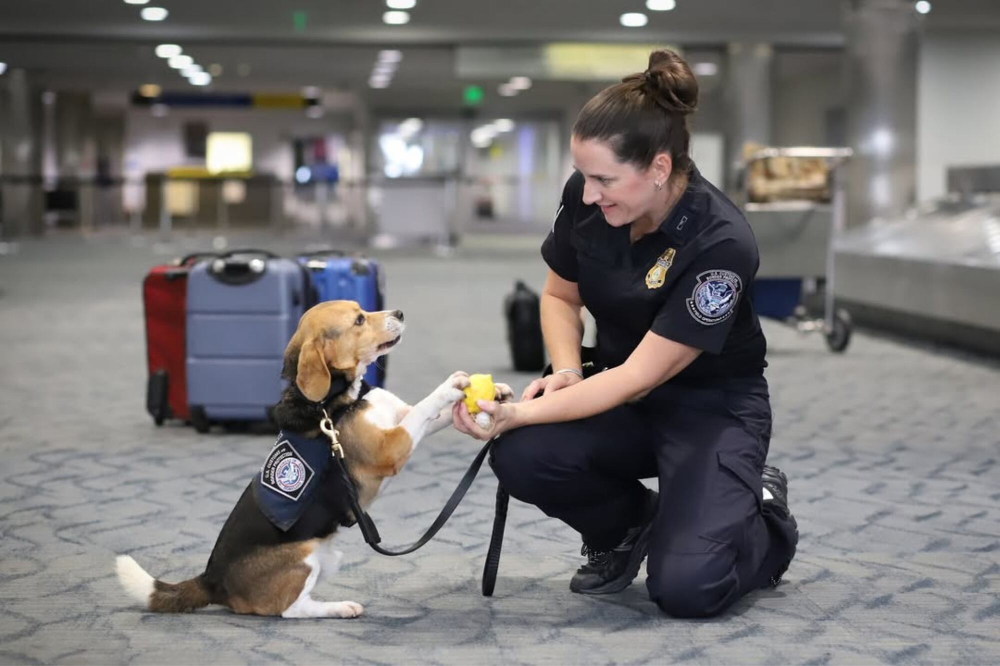 El programa canino de la CBP combina disciplina, obediencia y capacidad de búsqueda en entornos extremos