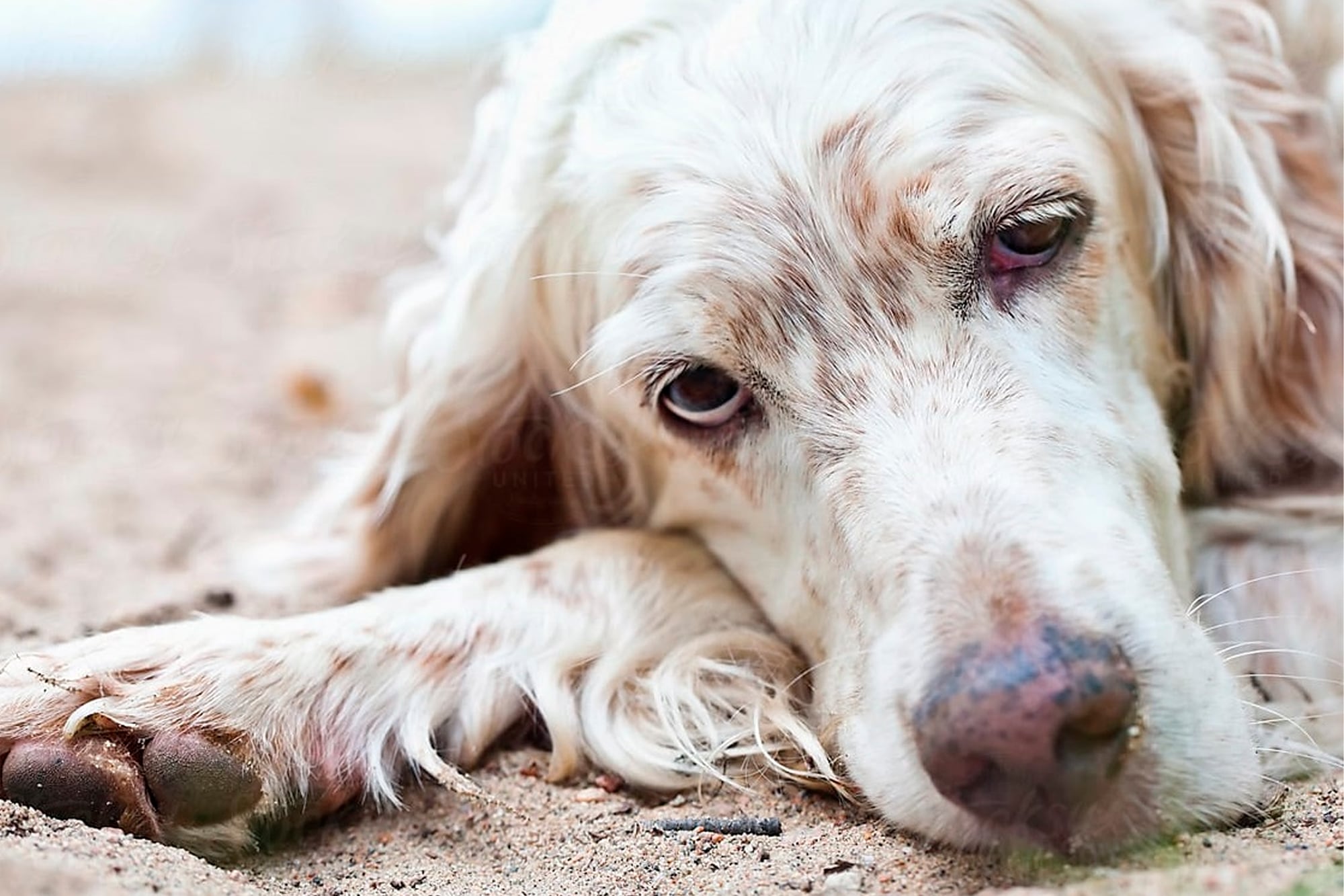 Aunque los perros ingresan en la etapa de la vejez a los 7 años, este umbral varía significativamente según la raza, el tamaño y otros factores particulares