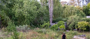Qué es un jardín salvaje, por qué es tendencia y cómo se construye
