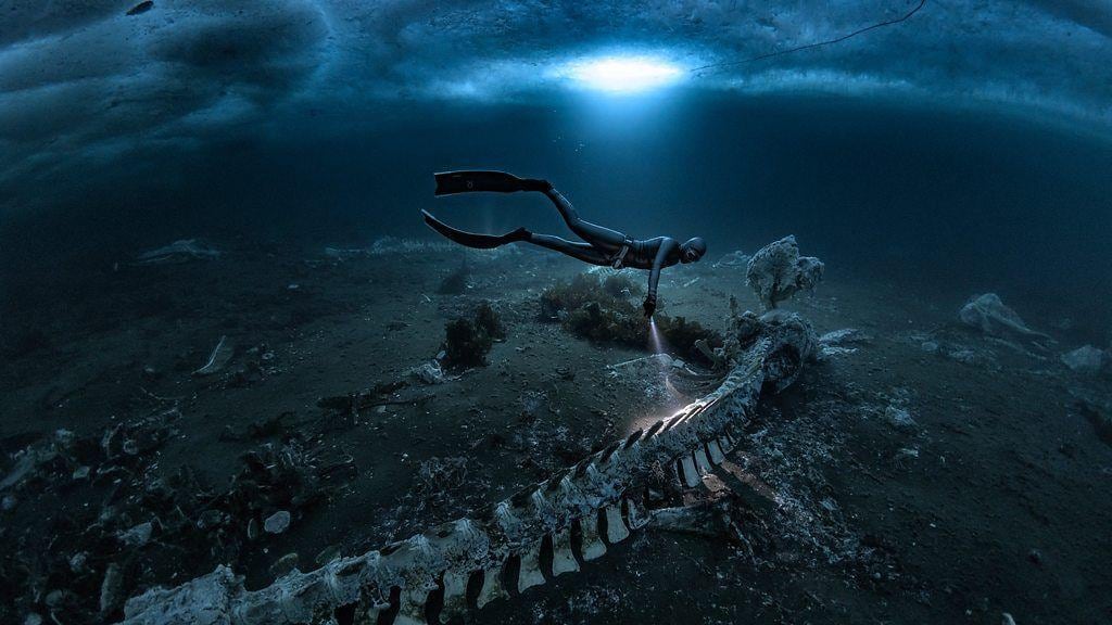 “Hay huesos por todas partes”: los cementerios de ballenas que transforman las profundidades del mar