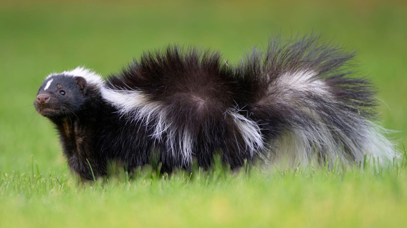 Los zorrillos podrían ser blancos y negros para ahuyentar a otros animales
(Foto: GETTY IMAGES)