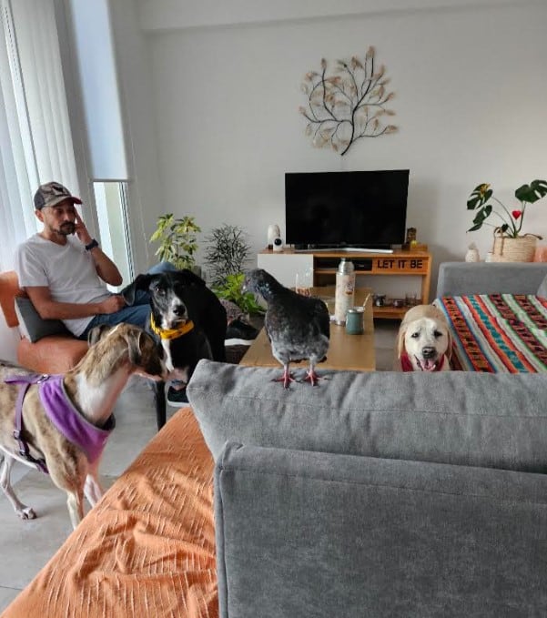 Palo se integró a las rutinas de la casa y de la manada.