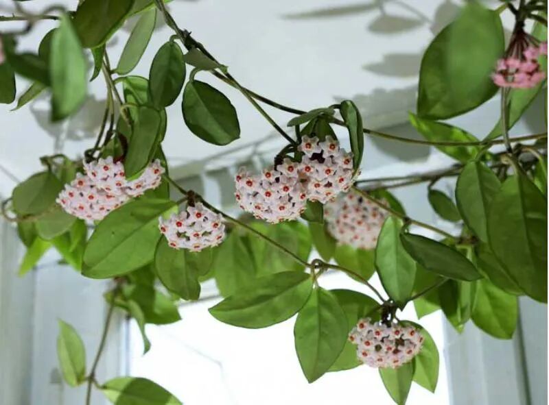 Estas plantas tienen flores que pueden variar en color blanco, rosa o fucsia