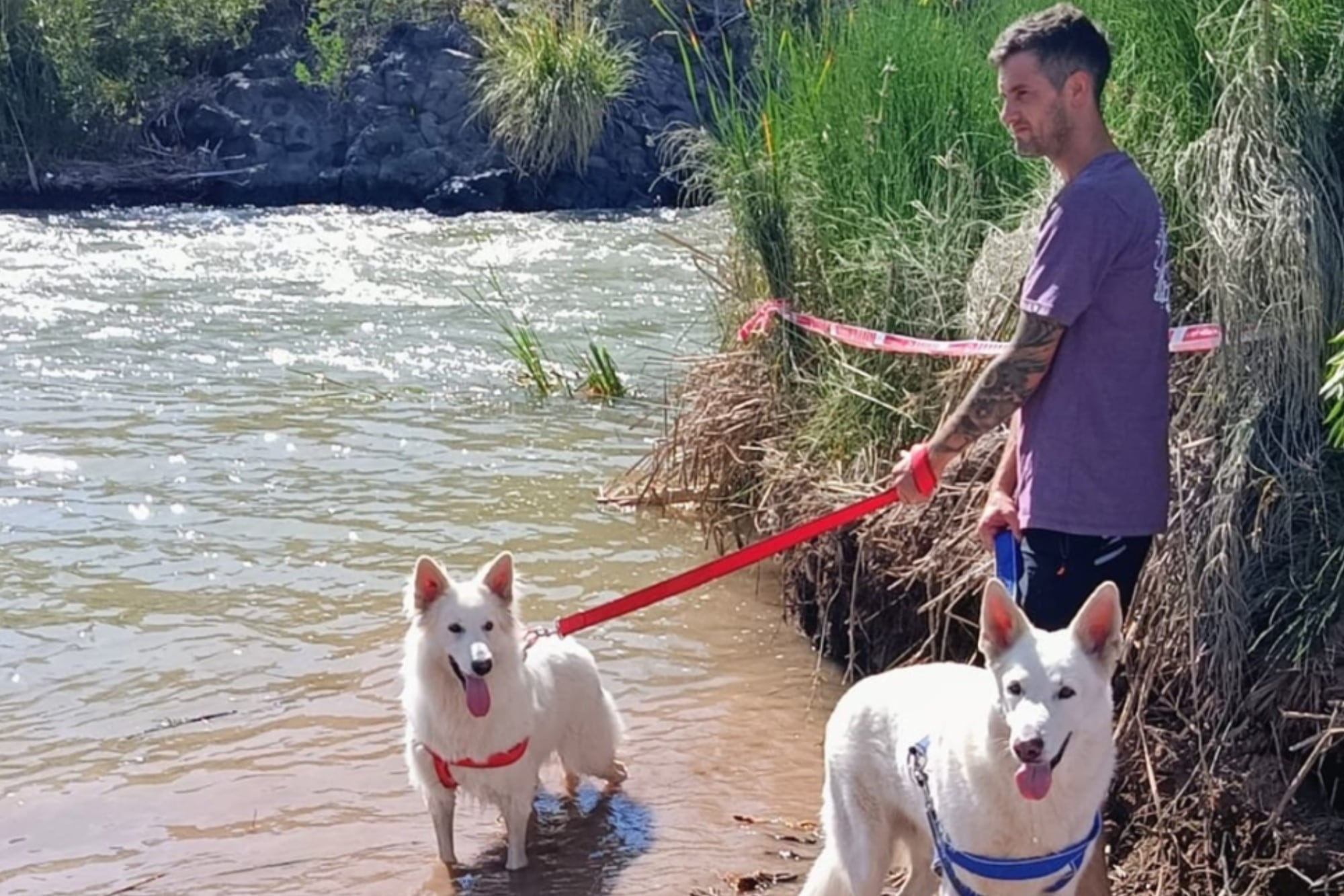 Una familia mendocina busca apoyo para costear el traslado de sus perros a España: “No los dejaremos atrás”