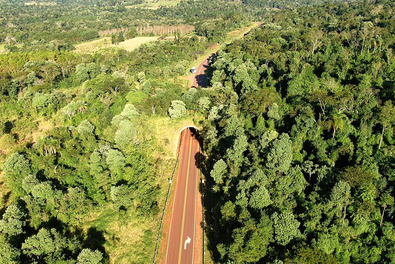El primer paso de fauna de América Latina está en Misiones