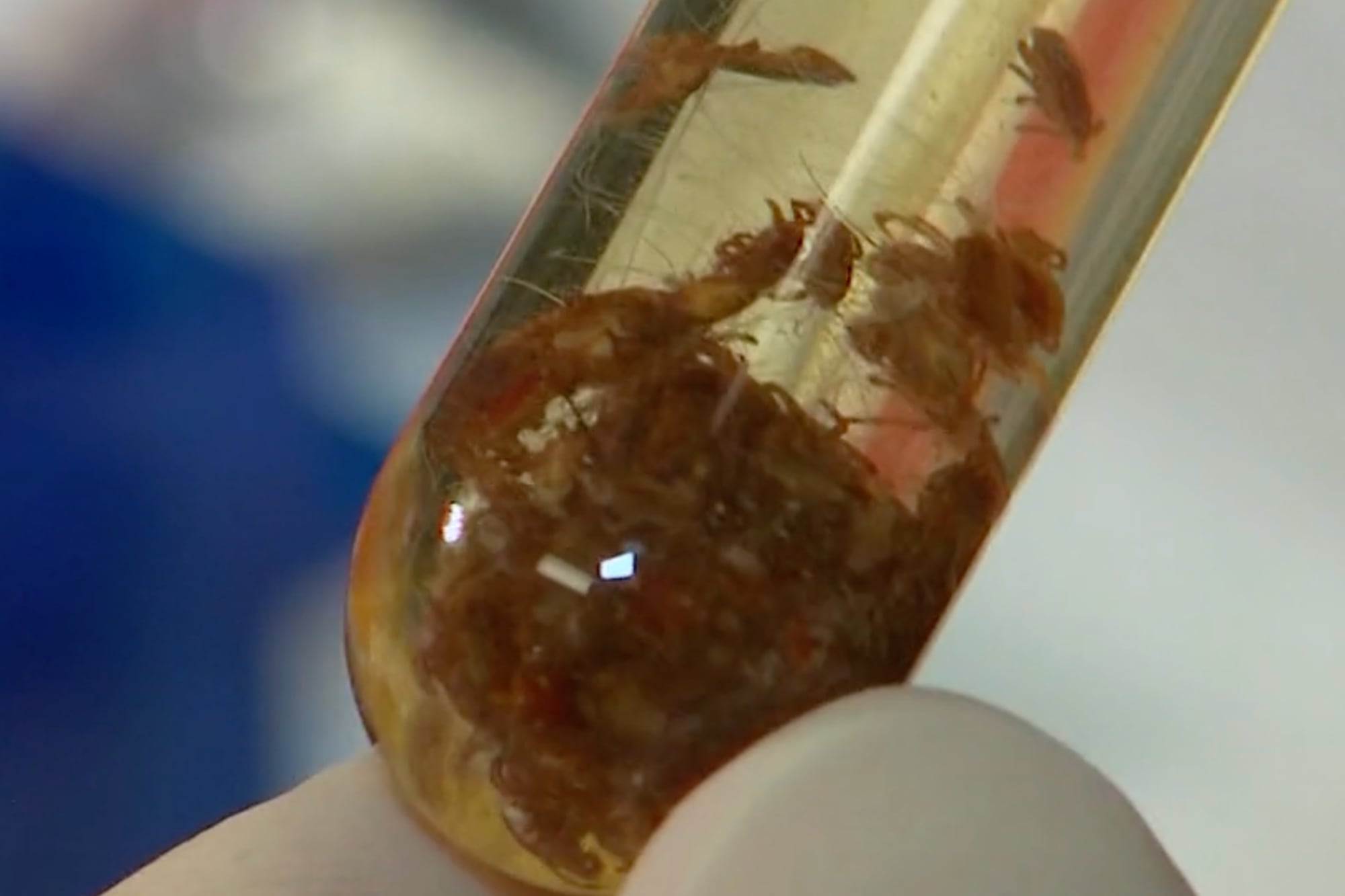 El aumento de temperaturas y de la población de garrapatas impulsa más consultas médicas