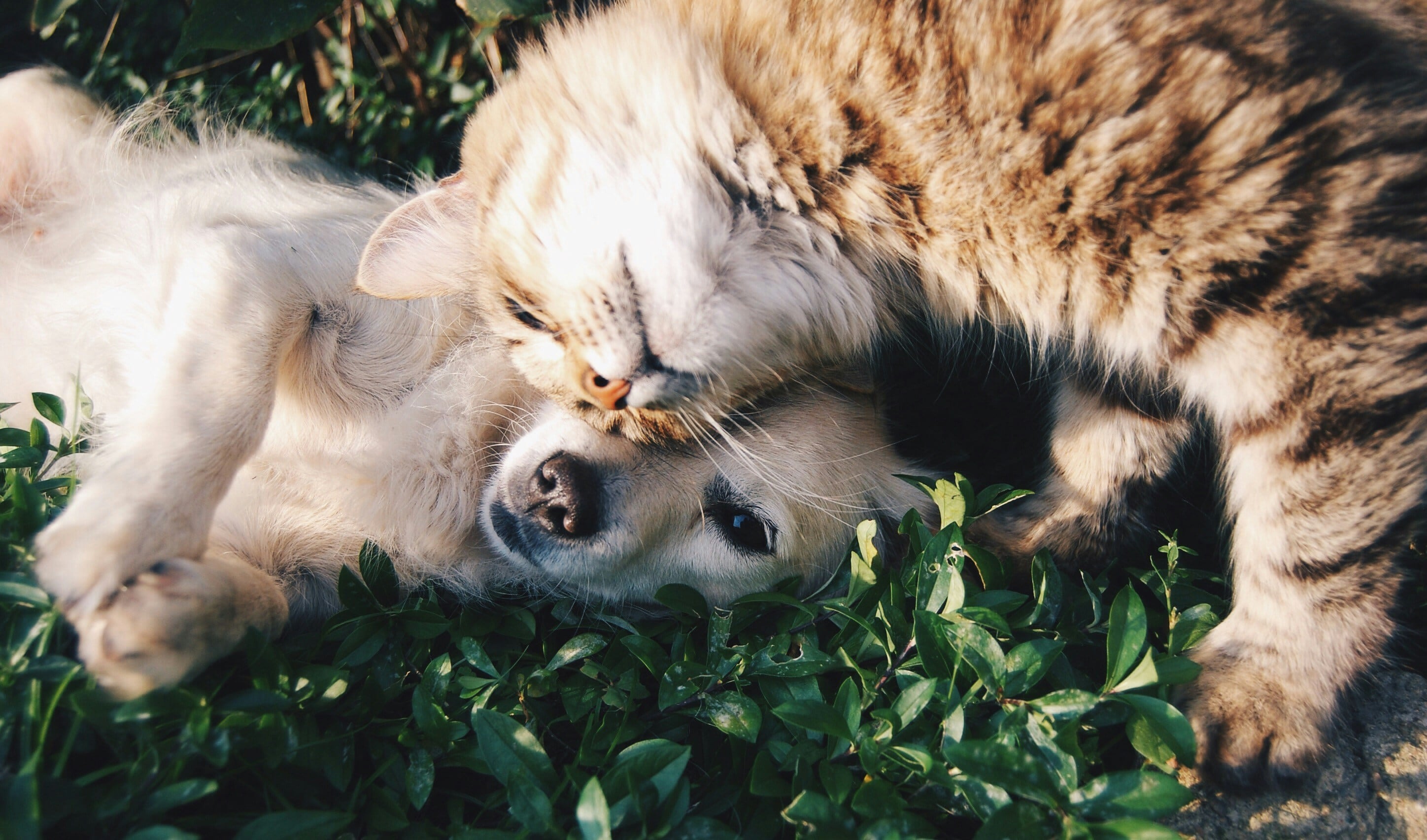Los perros y los gatos sufren de pulgas y garrapatas