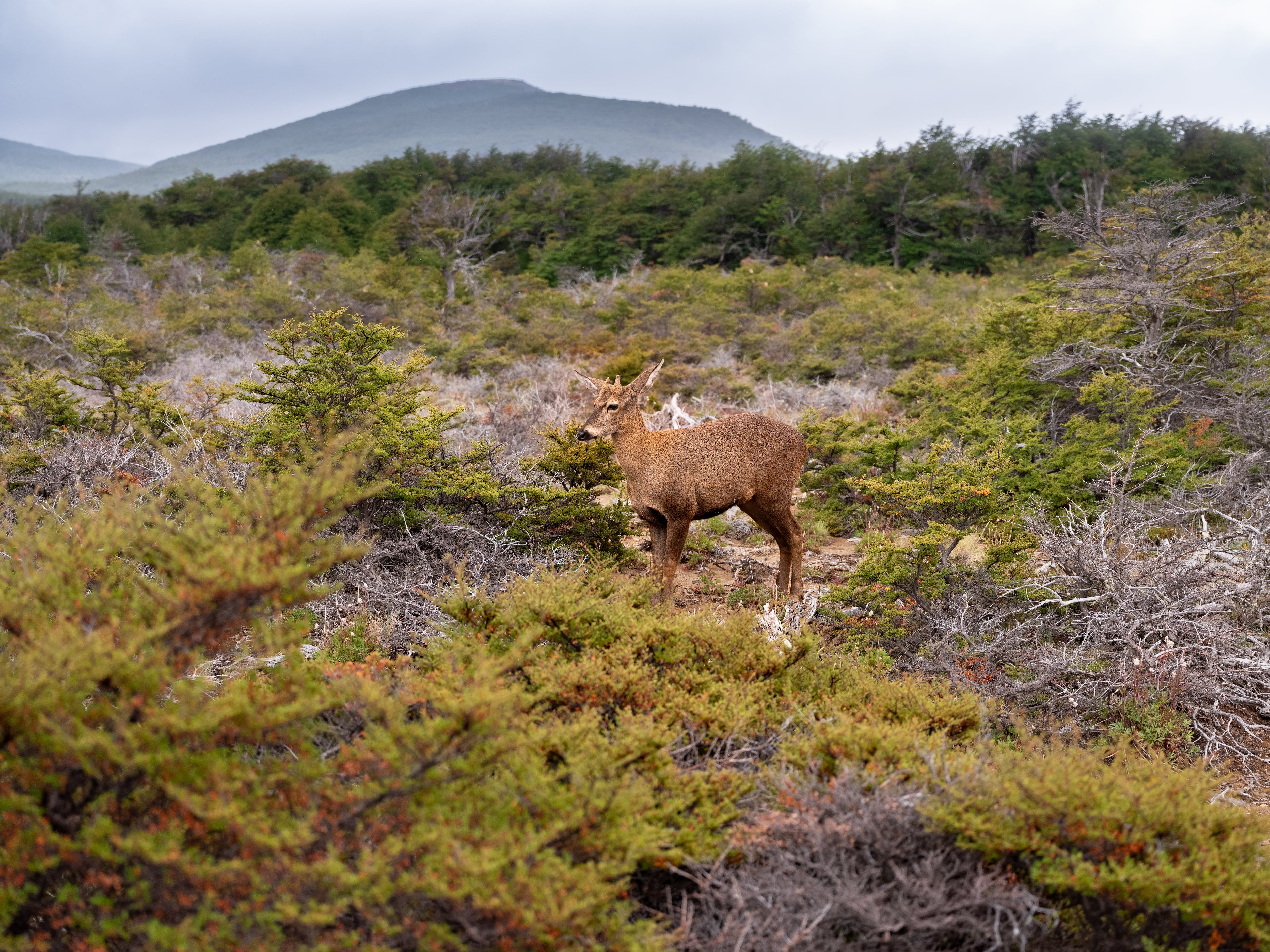 Cría de huemul en el bosque andino patagónico de Chubut.