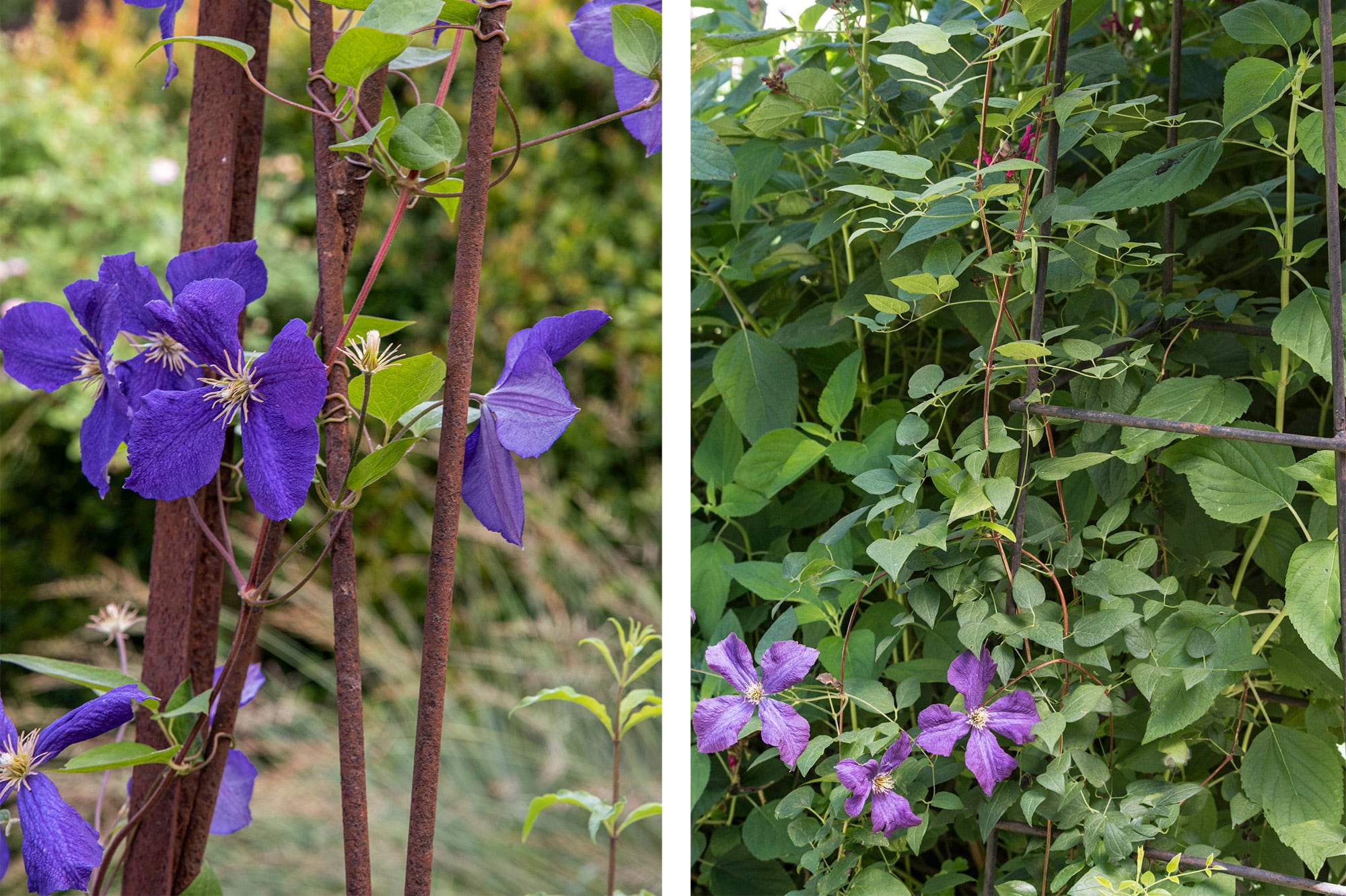 Las clematis son trepadoras leñosas que necesitan tutores y estructuras para crecer