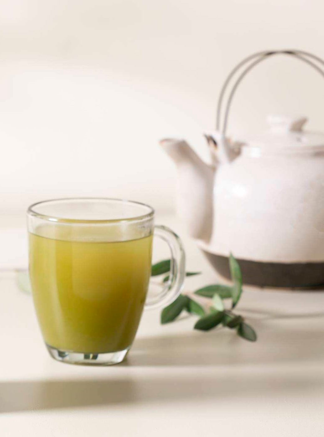 La hoja de olivo quedó incorporada en el Código Alimentario Argentino (CAA) en el capítulo de hierbas para infusiones