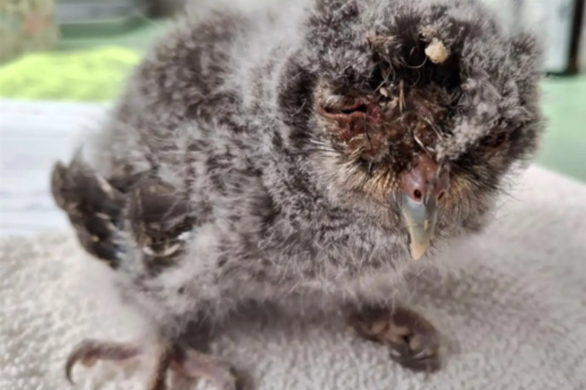 El animal se encontraba en un mal estado de salud (Foto: Raven Ridge Wildlife Center)