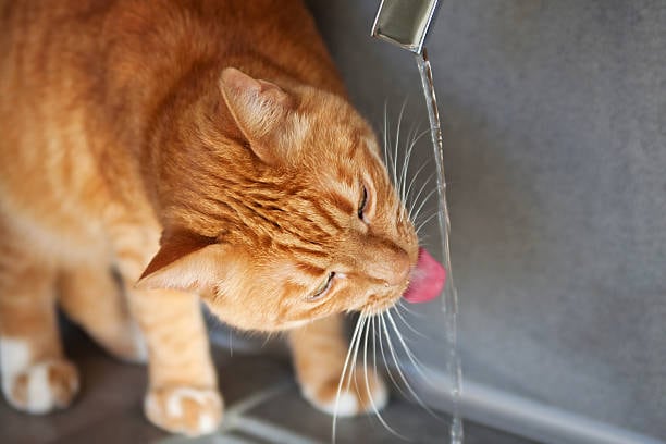 Una de las secuencias extrañas a las que se enfrentan quienes tienen gatos es ver al felino tomar agua desde la canilla pese a tener frente a sus ojos su propio recipiente (Foto: Pixabay)