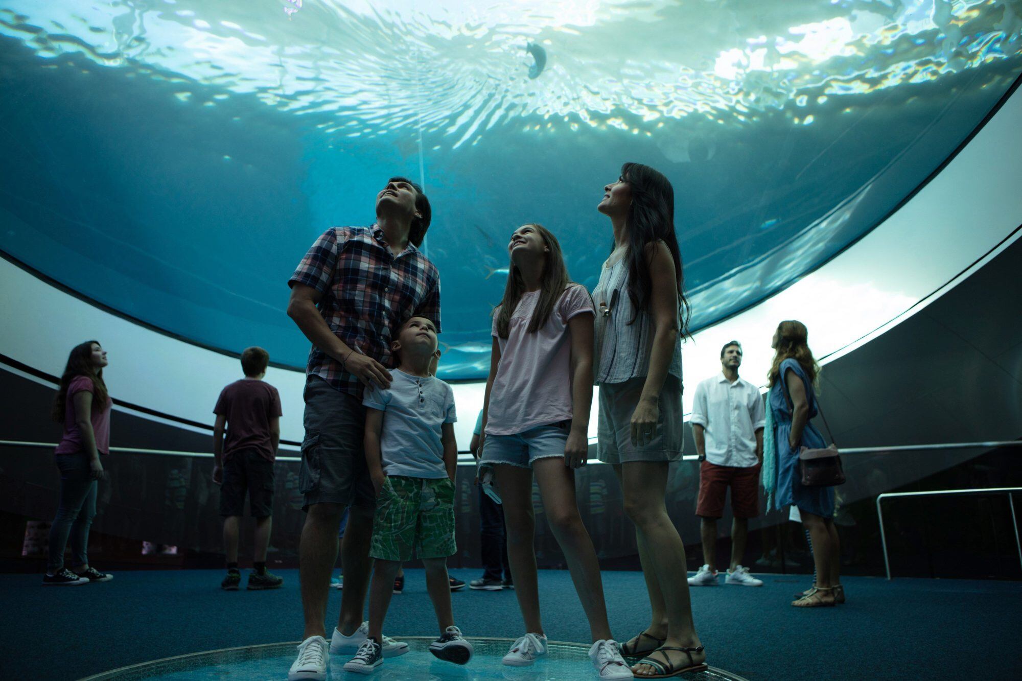 Para sentirse en el fondo del mar en el Museo de Ciencias Philip y Patricia Frost