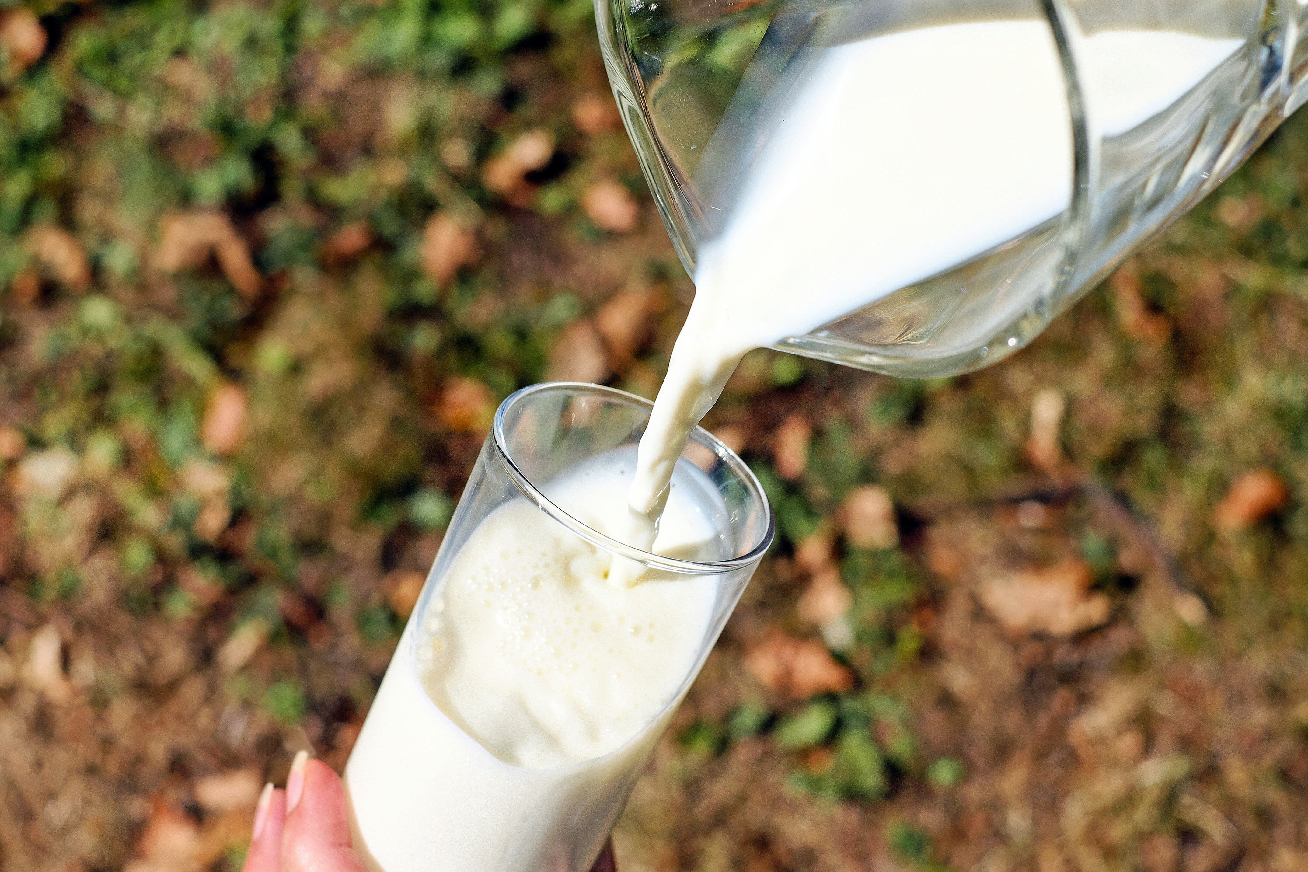 La leche no solo sirve como medio para batir este licuado, sino que también ofrece proteínas y calcio
