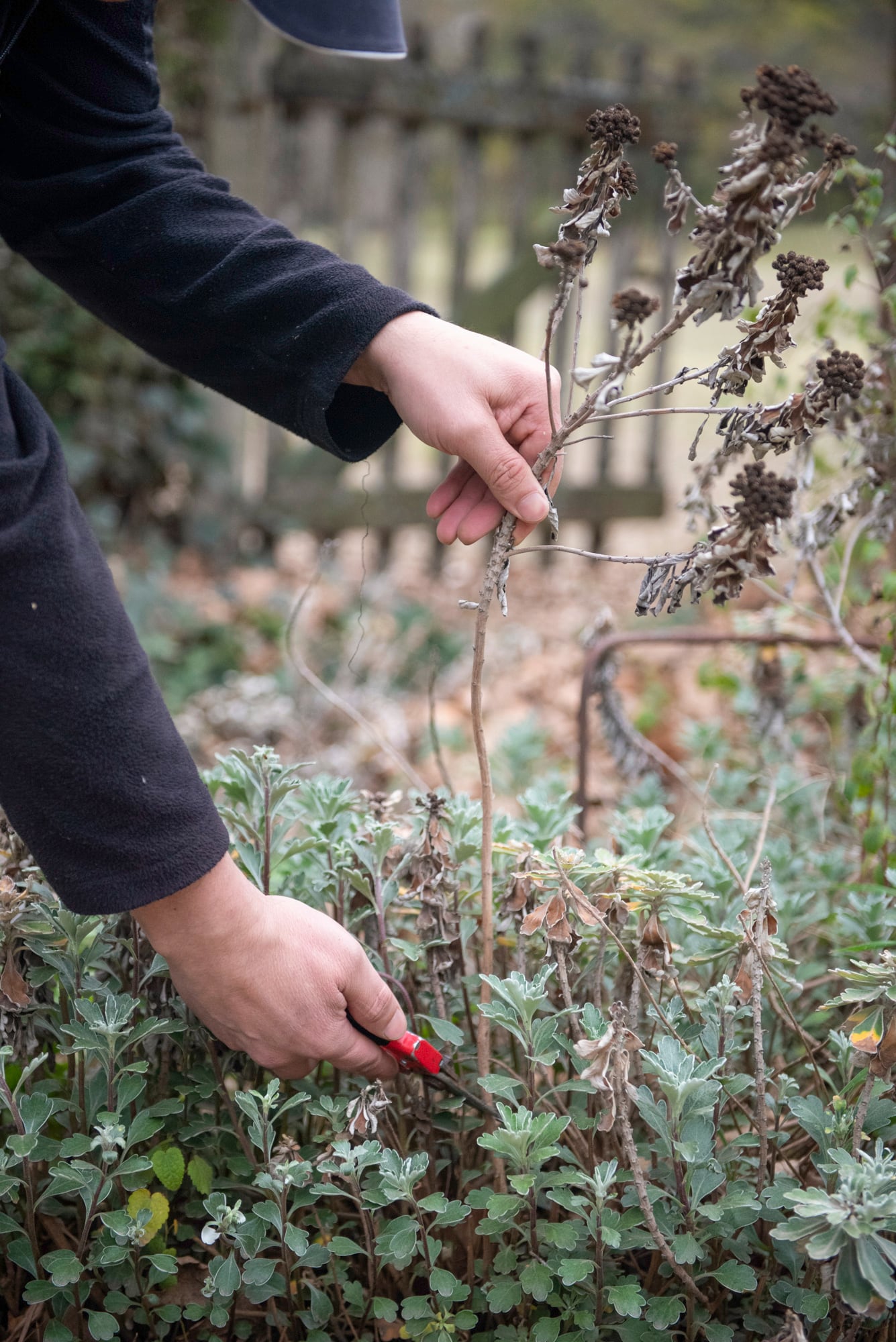 Las inflorescencias secas prolongan el interés del jardín mucho después de que termina la floración