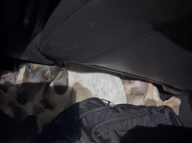 Los perros se encontraban debajo de un asiento del vehículo