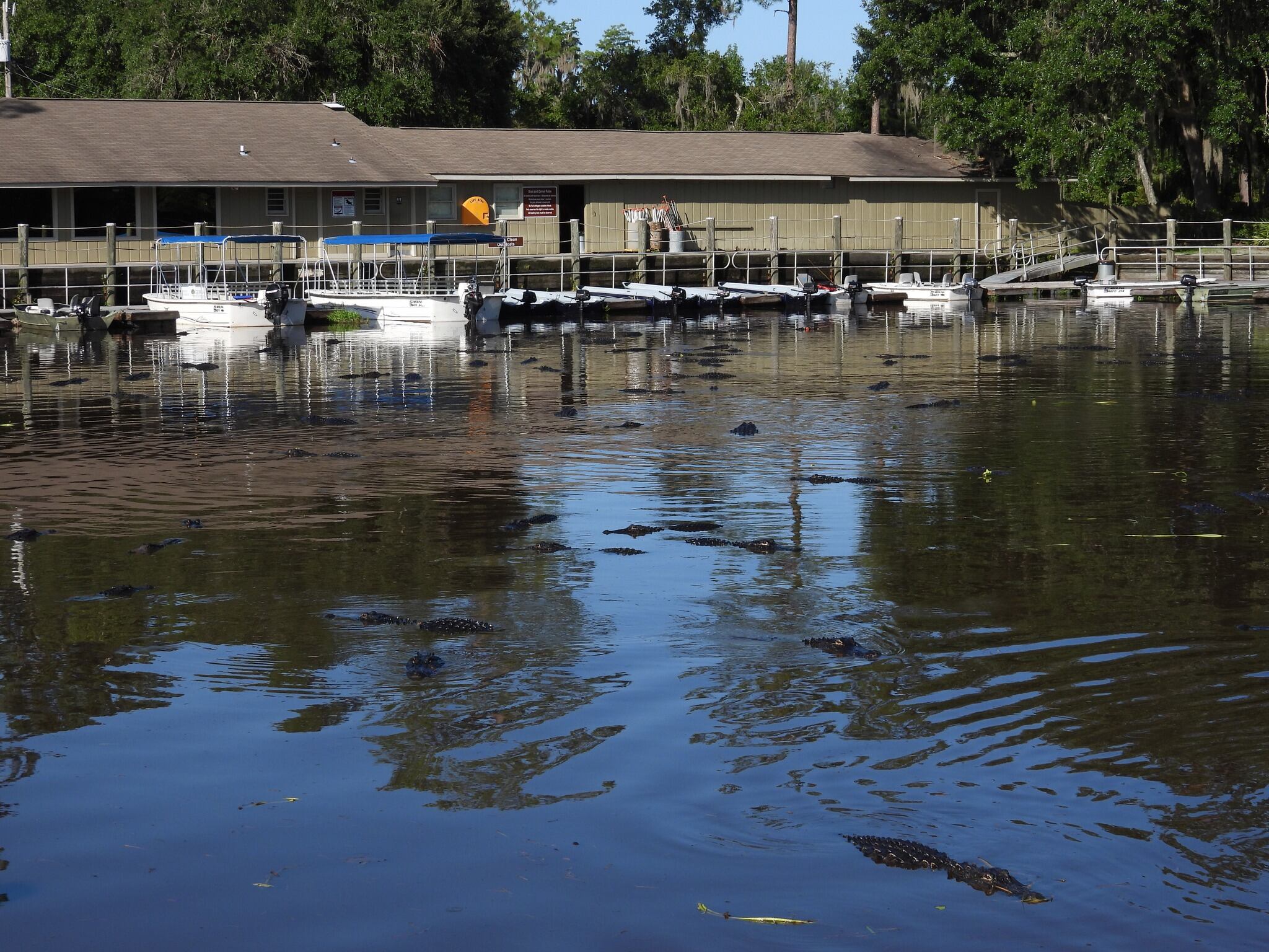 De acuerdo a un especialista había más de 300 caimanes en el muelle del parque estatal