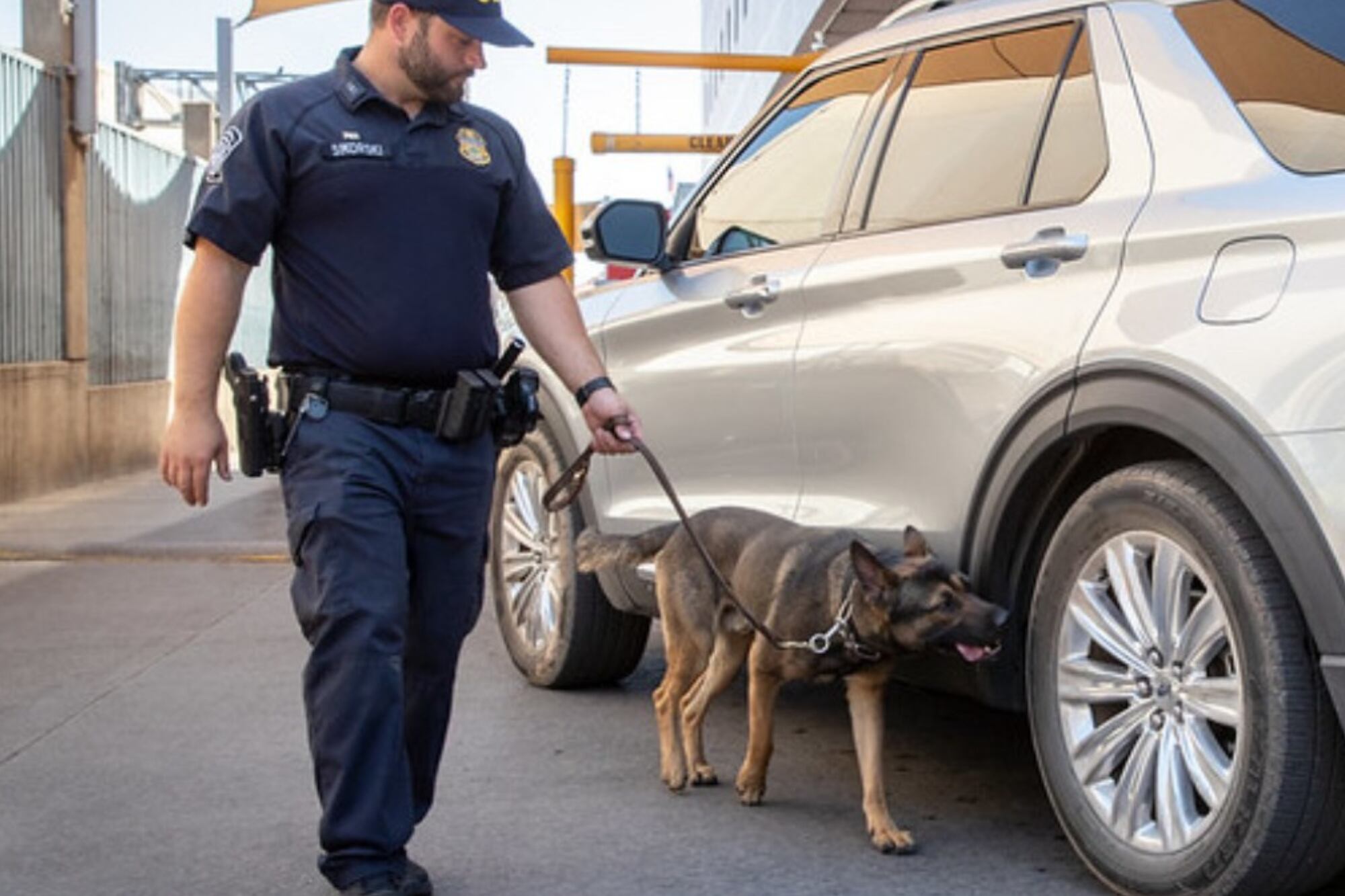 Los perros detectores son la primera línea de defensa contra drogas y armas en las fronteras