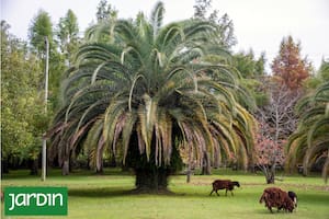 Palmeras, las especies más usadas y cómo pueden cambiar tu paisaje