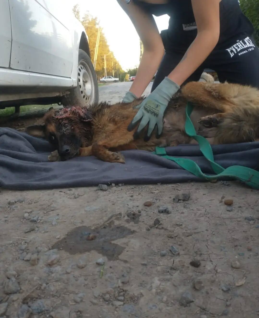 Bangoo estaba debajo de un auto en un barrio de Pilar, los gusanos le habían comido la mitad de su cabeza.