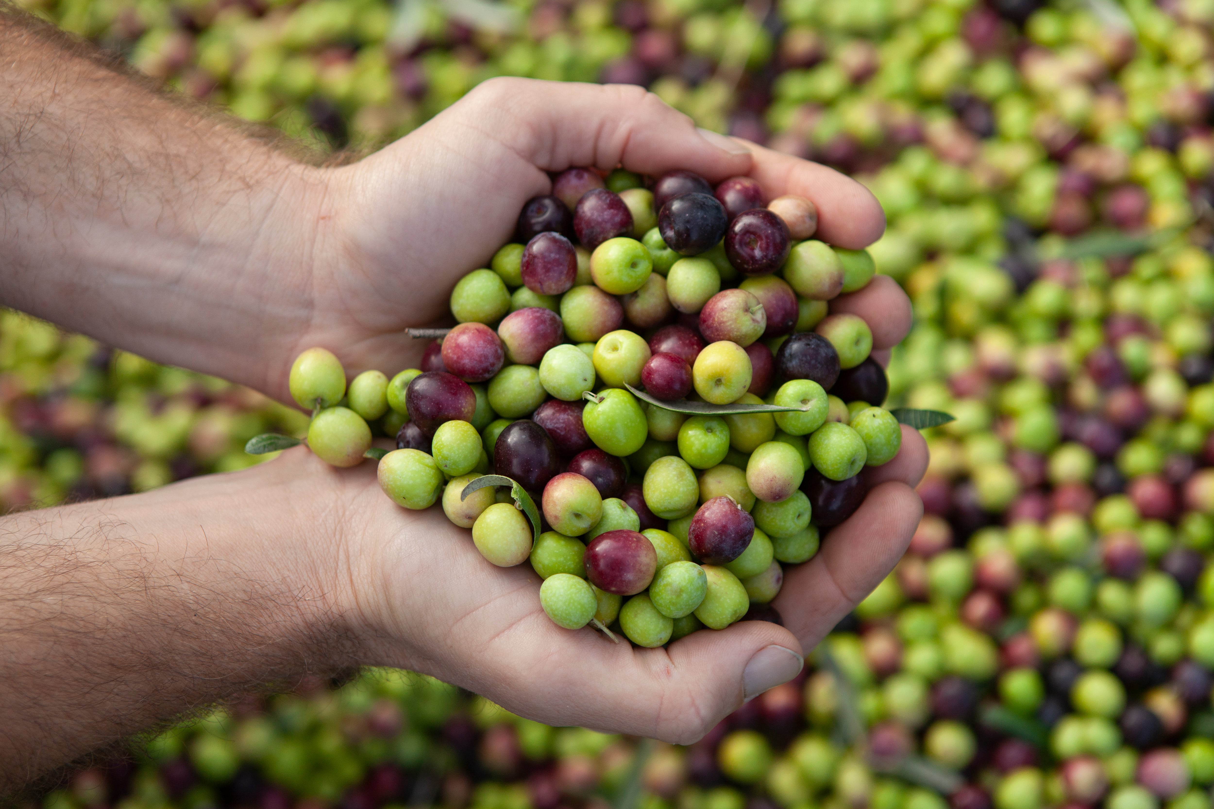 A un año de su peor tragedia: la ciudad histórica que resurgió y hoy es tendencia en gastronomía 12 Finca Oliva Olivos produce aceite de oliva extra virgen