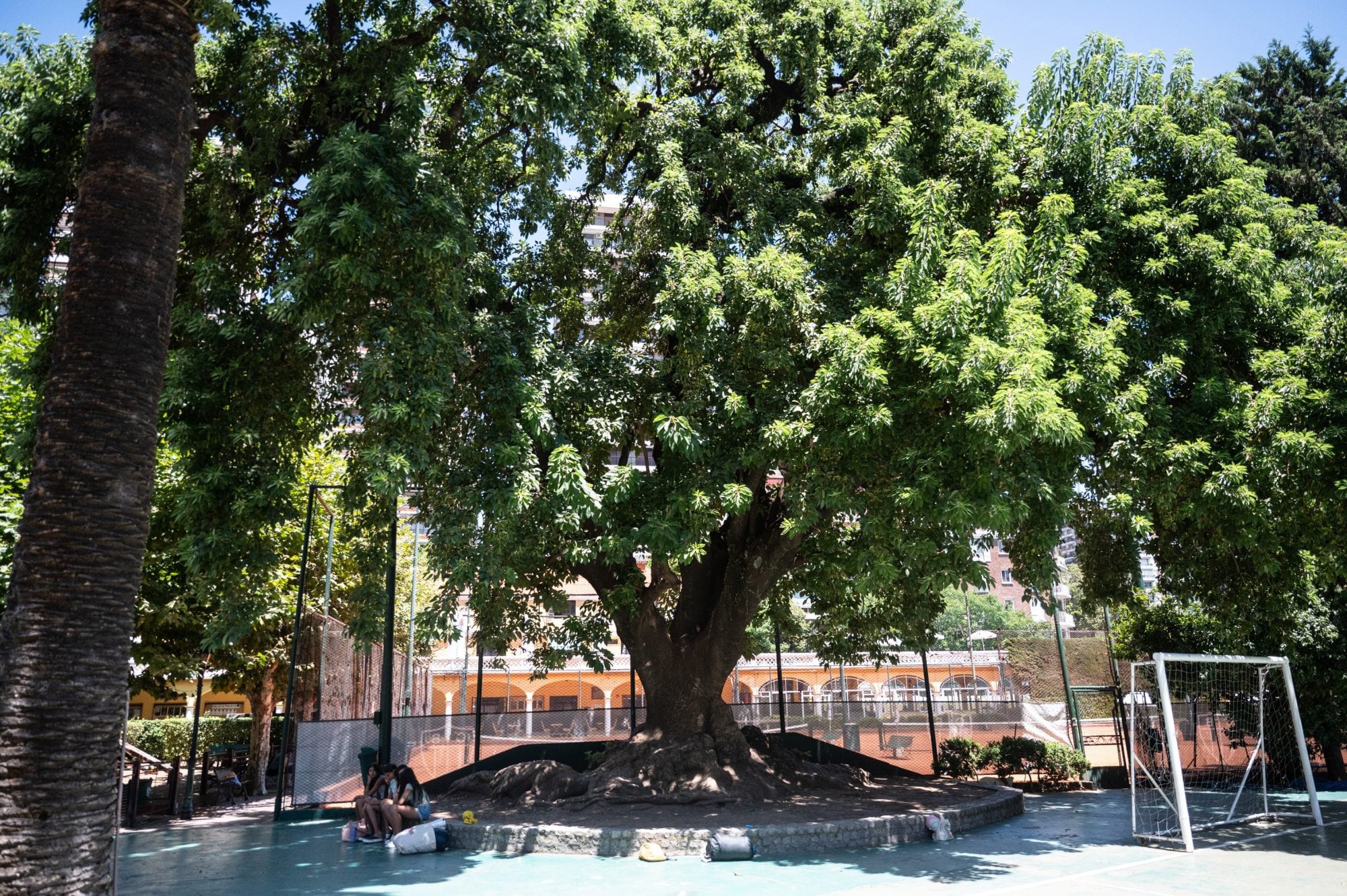 El ombú centenario, sombra y testigo de generaciones de socios que hicieron del Club Belgrano su segundo hogar