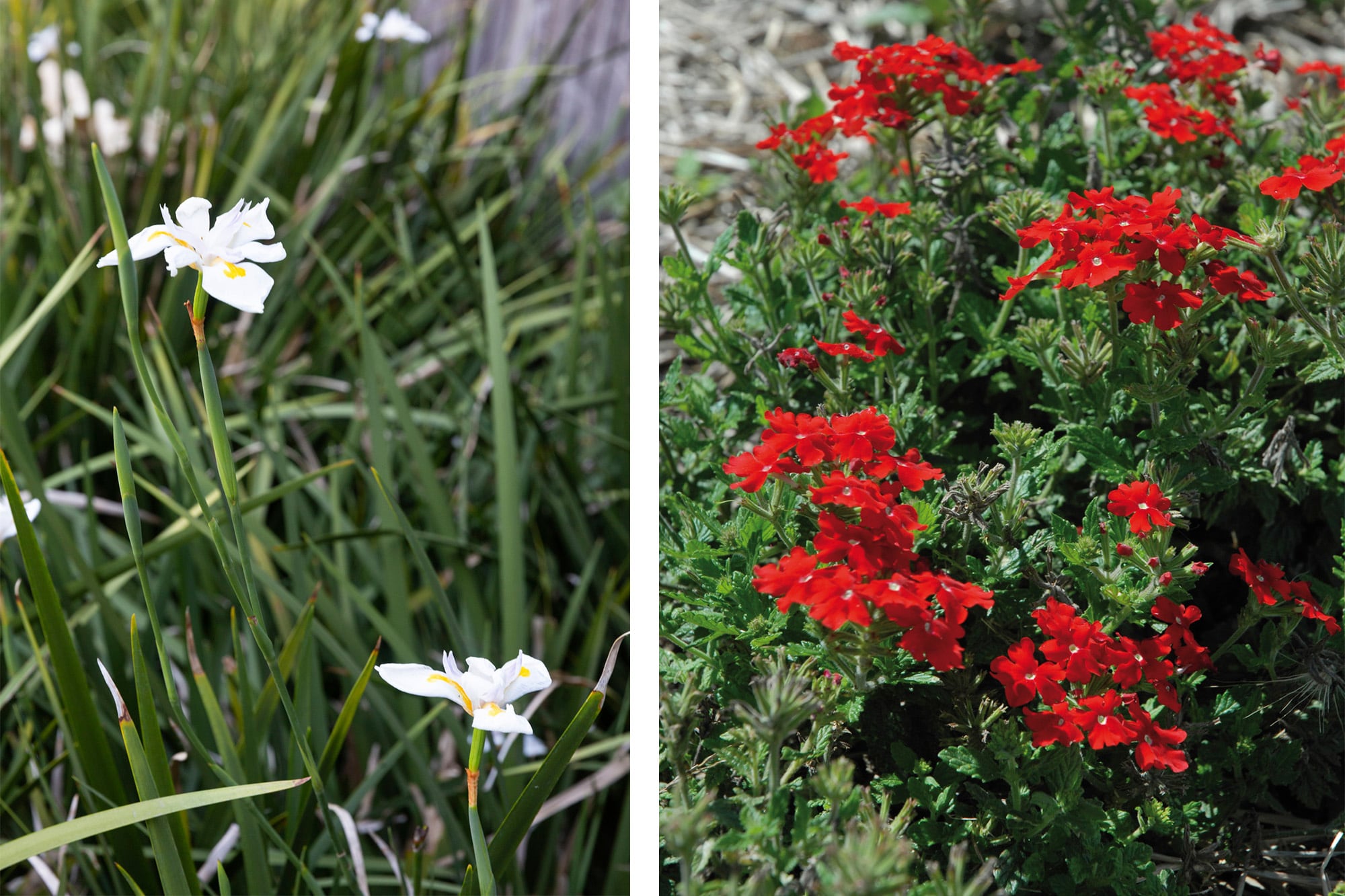 Dietes grandiflora y glandularia peruviana, dos especies que soportan el tránsito diario sin perder estructura