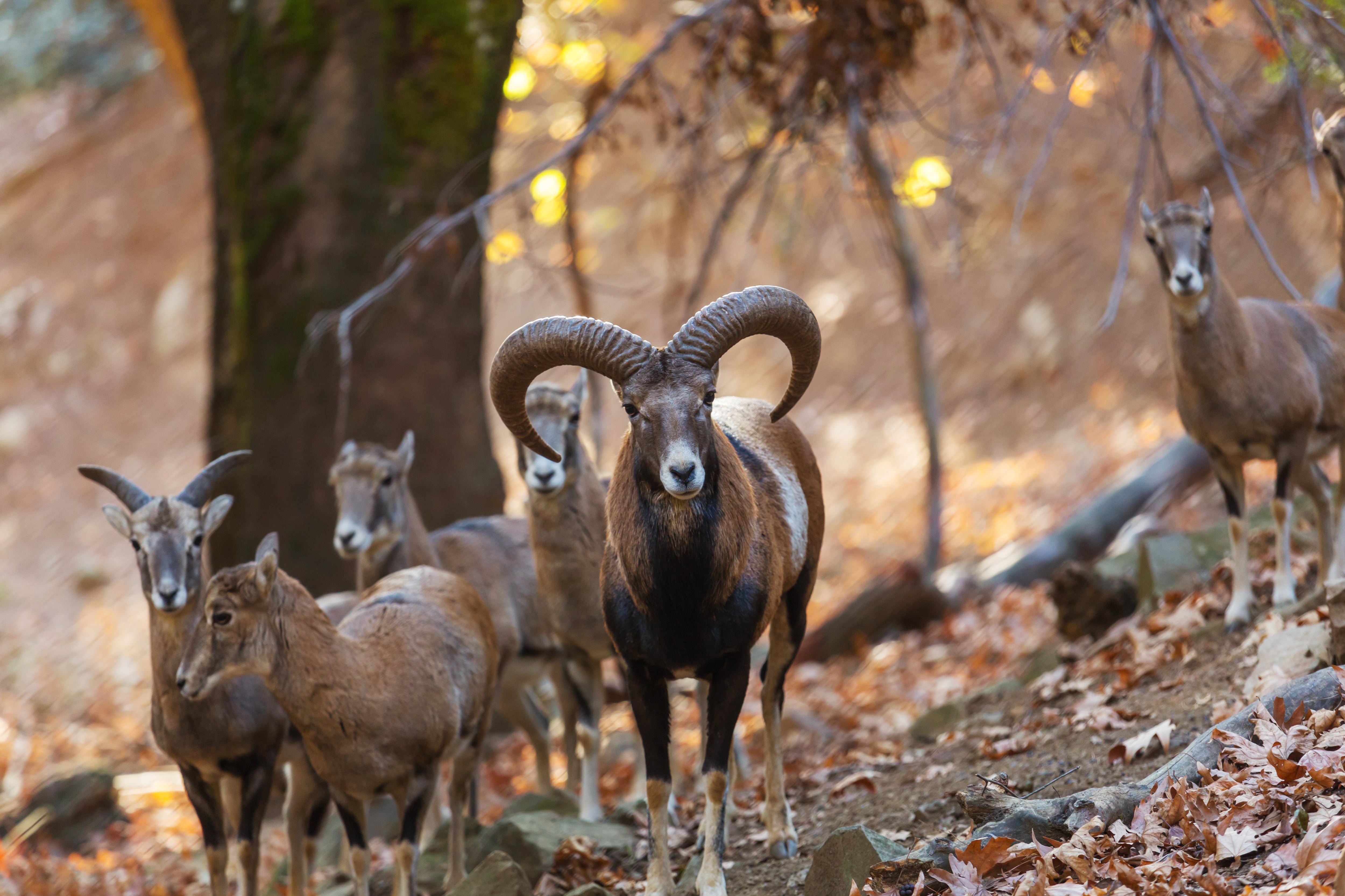 La especie habita principalmente en las zonas montañosas de Tenerife (Foto: Freepik)