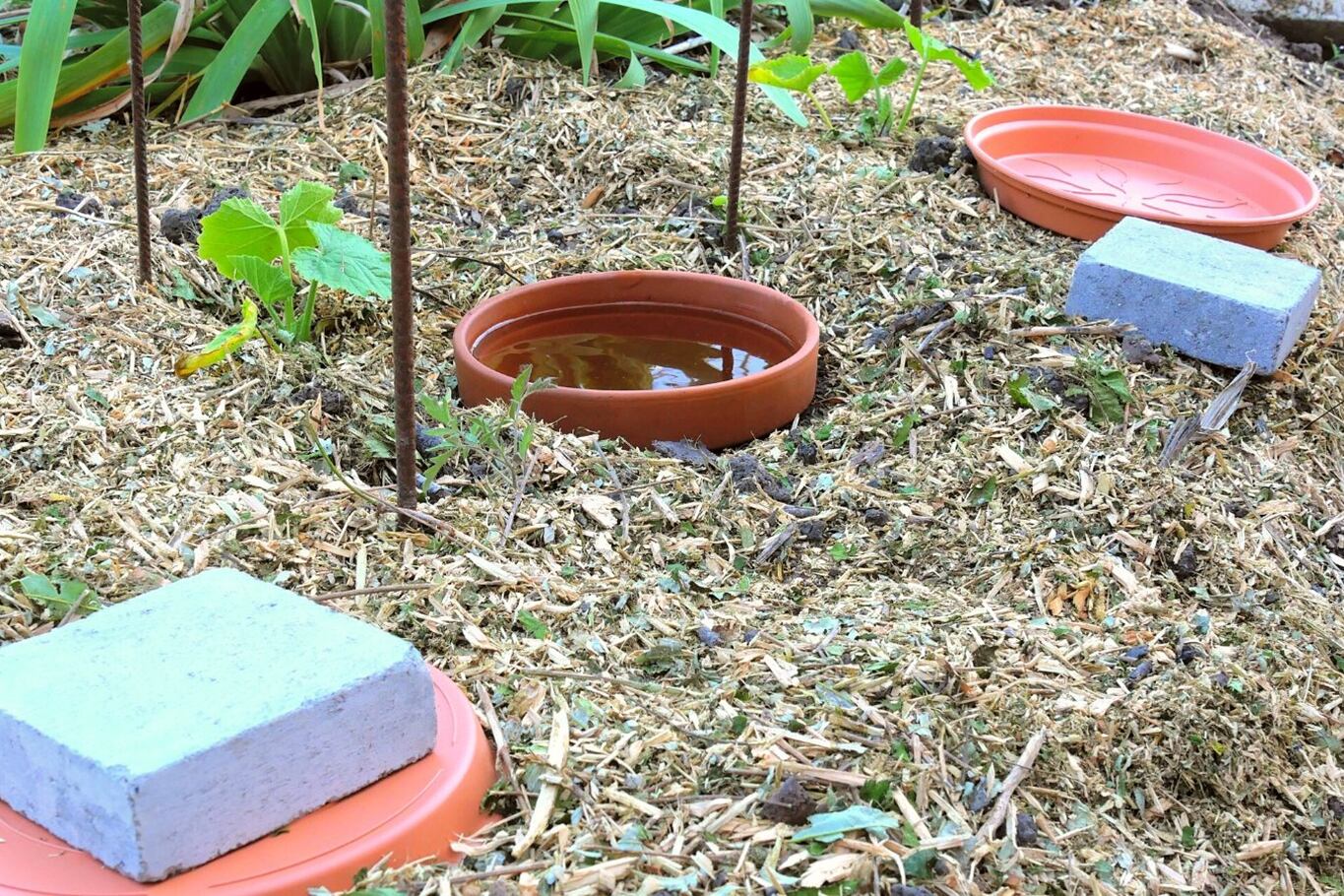 Una olla de barro sin esmaltar enterrada en la tierra, por su porosidad, permite que el agua se libere lentamente