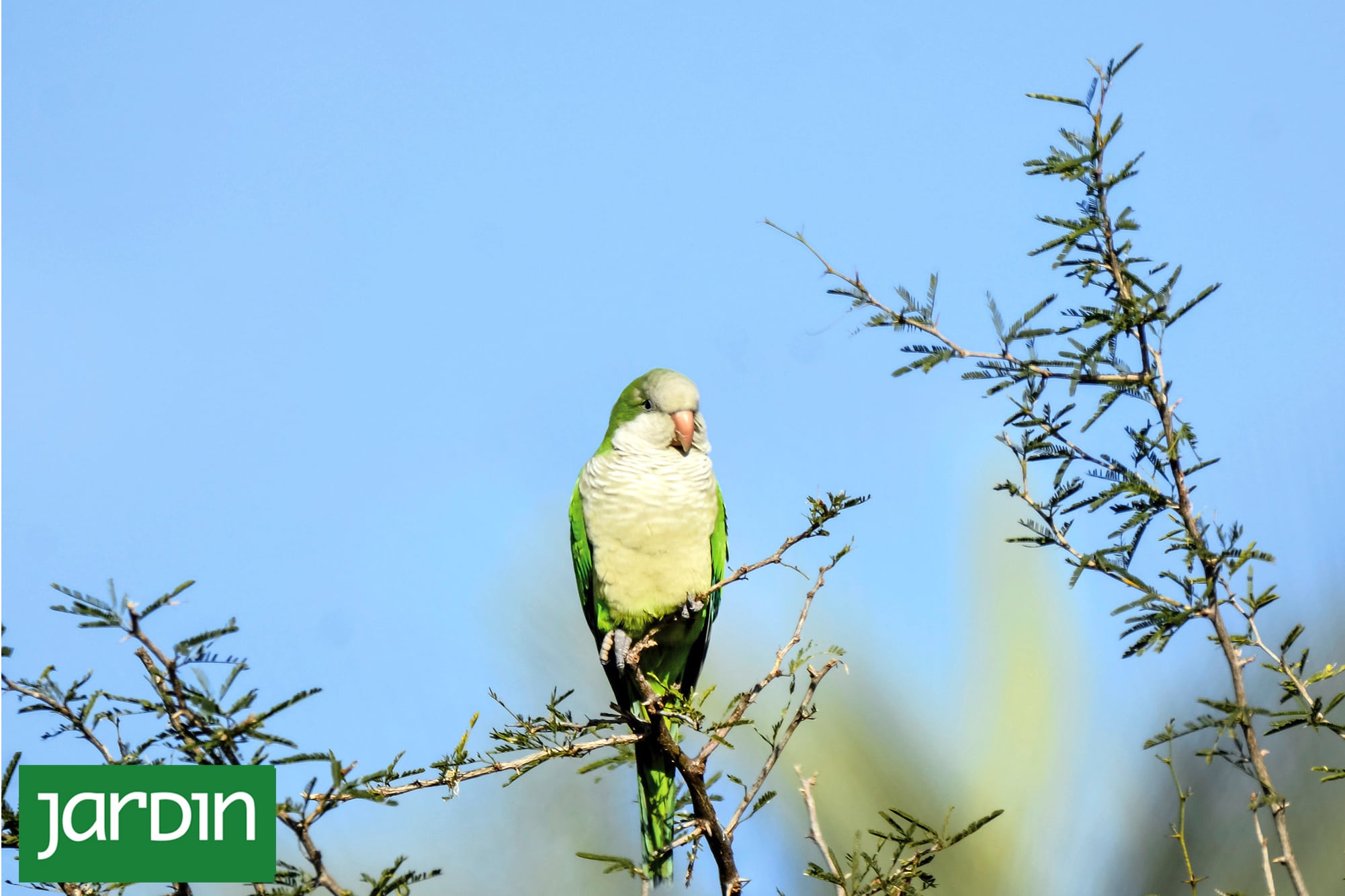 ¿Plaga o habitante legítima? Las cotorras se adaptaron, coparon la ciudad y generan fricciones