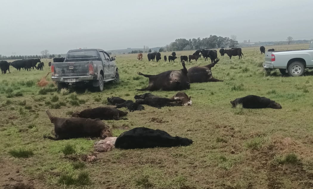 Ola de abigeatos y cortes de alambrados alarma a los productores rurales en Olavarría