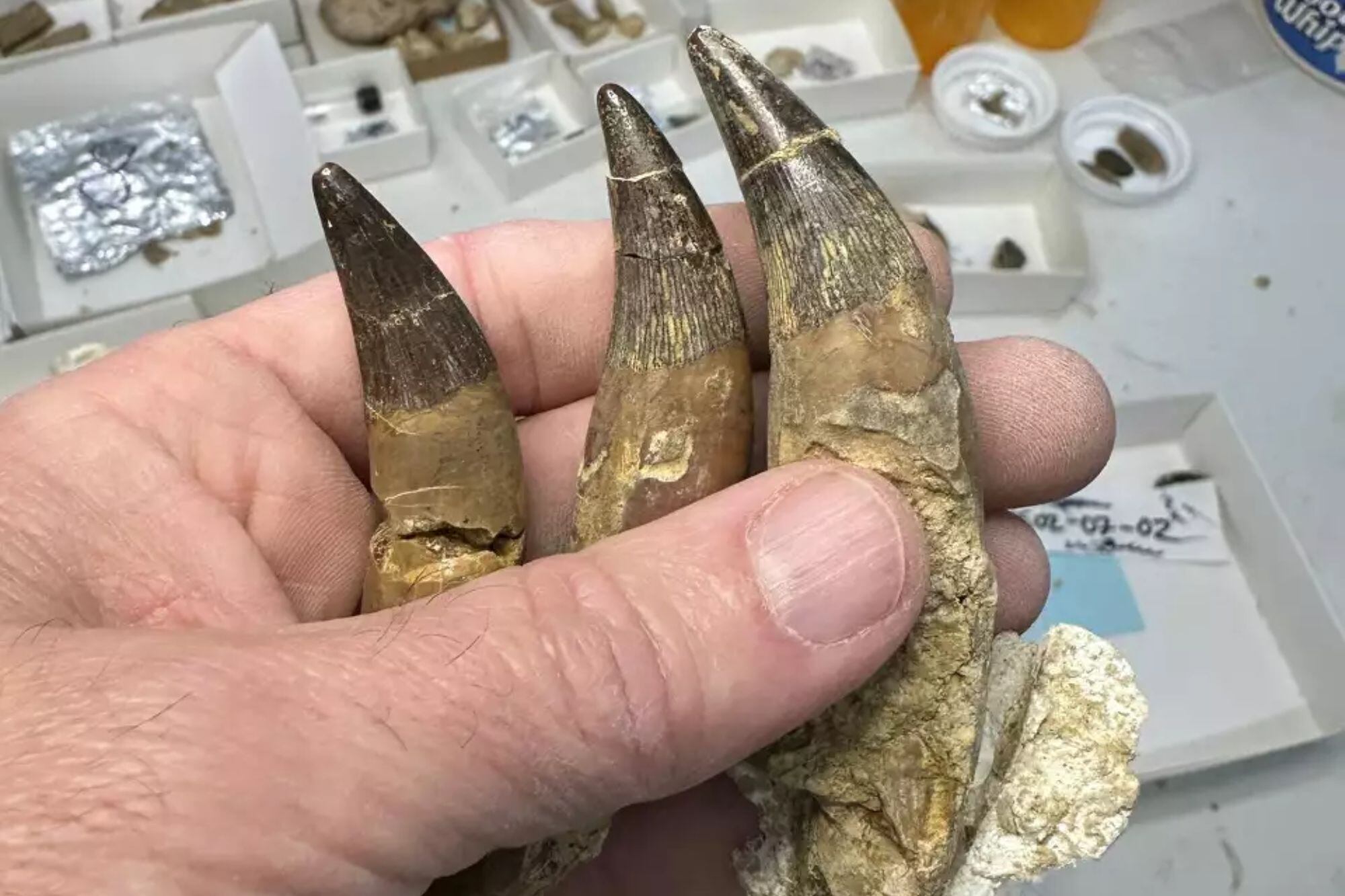 El personal del Museo Perot trabaja en el laboratorio de paleontología con los fines de limpiar y preservar los huesos