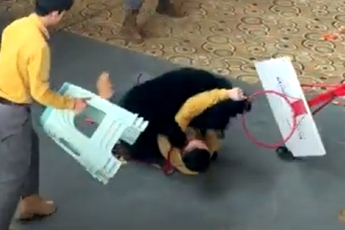 China: un oso negro se abalanzó sobre su cuidador por una bolsa de comida y lo atacó frente a cientos de personas
